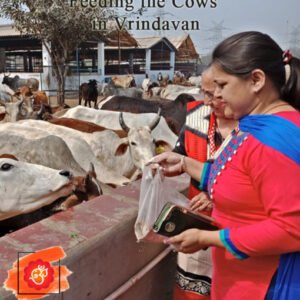 Feed the Cows (code: 8002)